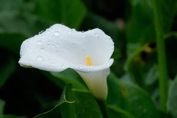 Bahçedeki Zambak Çiçeğine Yağmur Damlaları — Stok fotoğraf