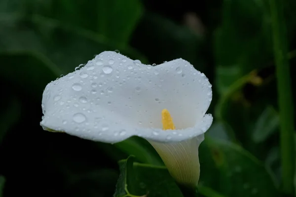 Krople Deszczu Kwiecie Lilii Ogrodzie — Zdjęcie stockowe