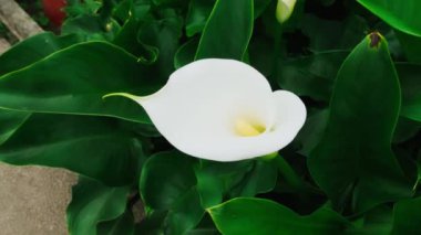 Bahçedeki zambak çiçekleri.