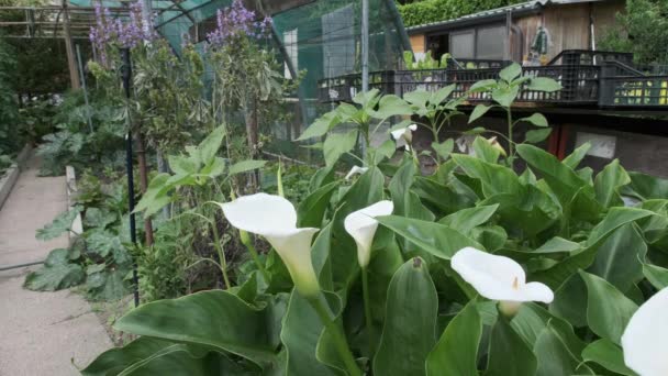 Flores Lirio Calla Jardín — Vídeos de Stock