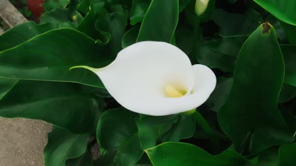 Gros Plan Une Fleur Lys Dans Jardin — Video