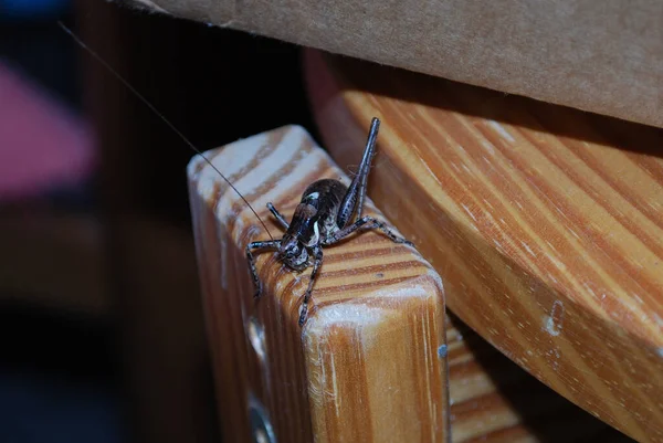 Tahta Bir Sandalyede Bir Böceğin Yakın Çekimi — Stok fotoğraf