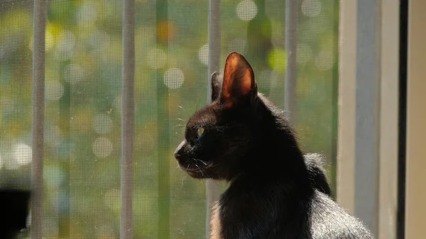 Portret Van Een Jonge Zwarte Kat — Stockfoto