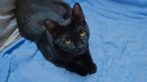 Uma Gatinha Negra Cobertor Azul — Fotografia de Stock