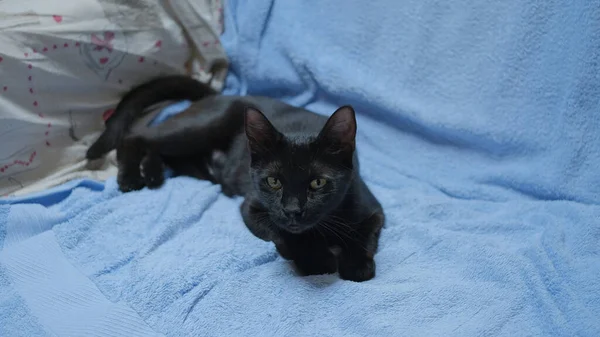 A black female kitten on a blue blanket.