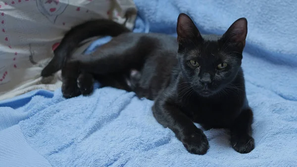 Uma Gatinha Negra Cobertor Azul — Fotografia de Stock