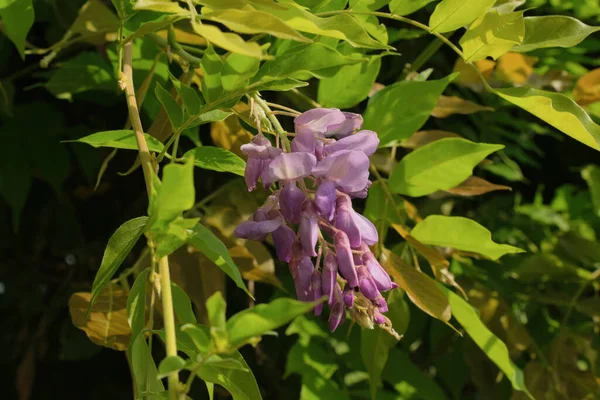 Wisteria çiçekleri bir yaz günü.