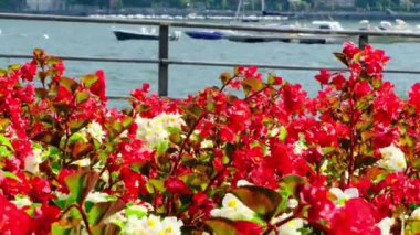 Como Gölü kıyısında bir çiçek tarhında kırmızı ve beyaz çiçekler..