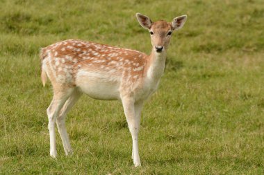 Bir tarlanın çayırında geyikler.