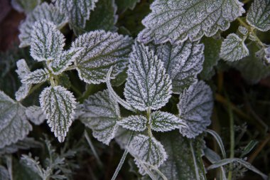 yeşil kırmızı yaprakları ile hoarfrost