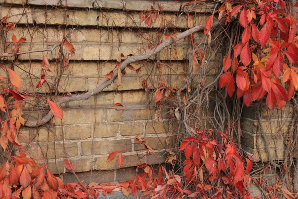 Wild Grapes Brick Wall Autumn — Stock Photo, Image