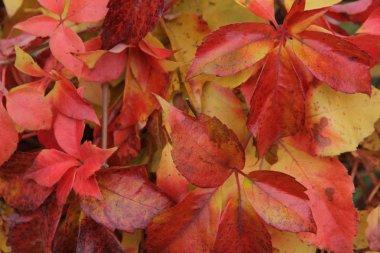 sonbaharda bir tuğla duvara bakire Ivy