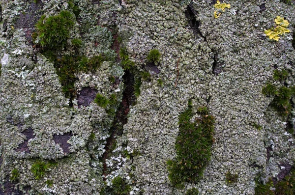 Groen Geel Licht Bruin Mos Een Boomstam — Stockfoto