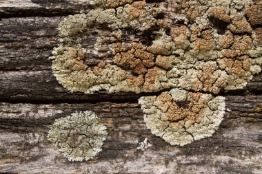 olumsuz çevre koşullarına maruz kalan eski tahta
