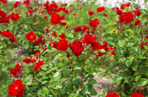 Куст Красных Роз Посреди Газона — стоковое фото