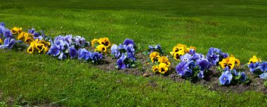 Yatay arka plan pf yeşil çim ile sarı ve mavi hercai menekşe