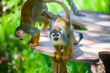 İki sincap maymun güneşte oynarken