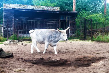 Beyaz Macar boğa corral bahçesinde yürüyüş