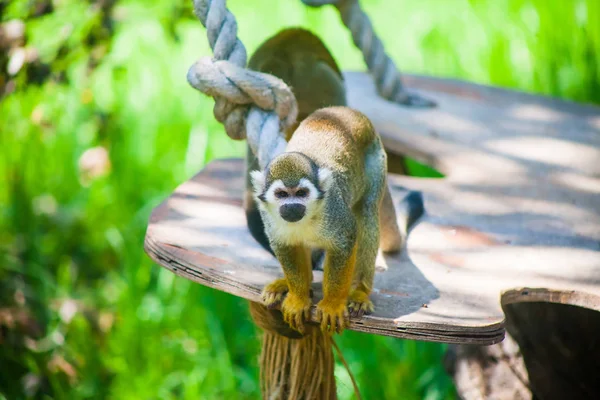그것의 총구의 고요한 표정으로 귀여운 다람쥐 원숭이 — 스톡 사진