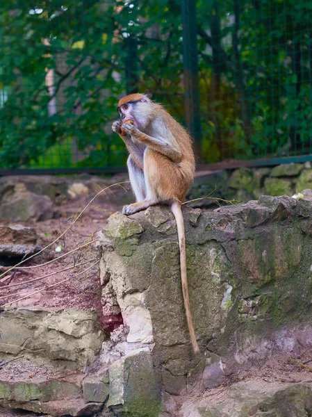 猴子喂胡萝卜的滑稽猕猴 — 图库照片