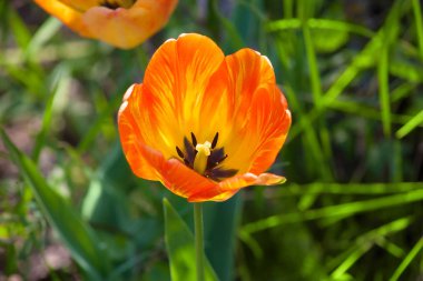 Otların arasında baharda büyüyen vahşi turuncu lale kafasına portre