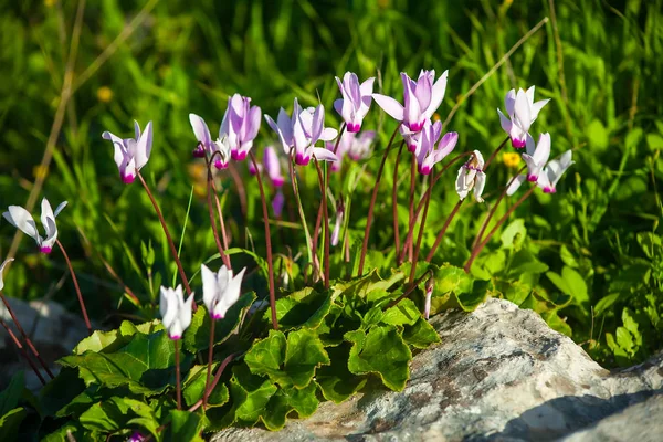 Friss Virágzó Tavaszán Vad Lila Cyclamens Csomó — Stock Fotó