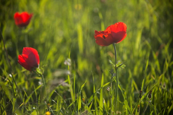 Magische Sonnenuntergangsbeleuchtung Durch Die Blühende Anemonenwiese Frühling — Stockfoto