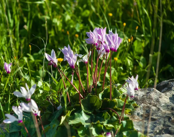 新鮮なシクラメンの花春に咲く — ストック写真