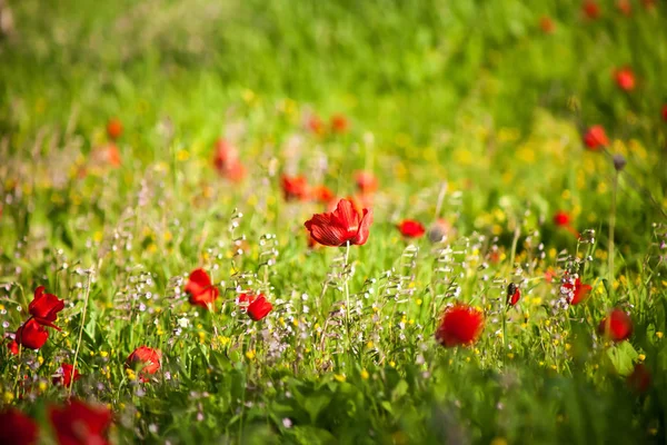 Sunset on the spring meadow — Stock Photo, Image
