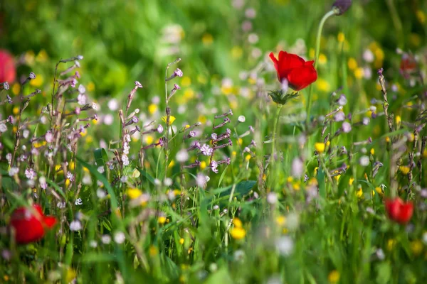 Grass meadow in bloom — Stock Photo, Image