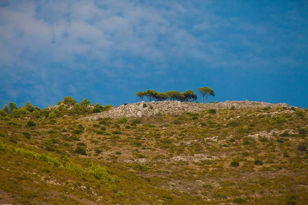 Буколический пейзаж с соснами на холме — стоковое фото