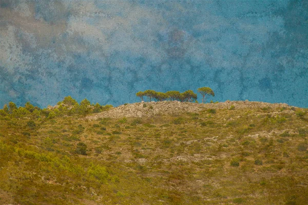 Teksturowane krajobraz z sosny na wzgórzu — Zdjęcie stockowe
