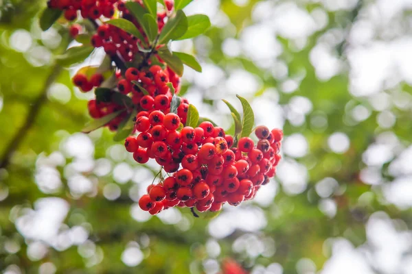 Frutas vermelhas rowan brilhando na luz solar — Fotografia de Stock