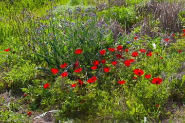 Kırmızı çiçekli bahar botanik arka planı