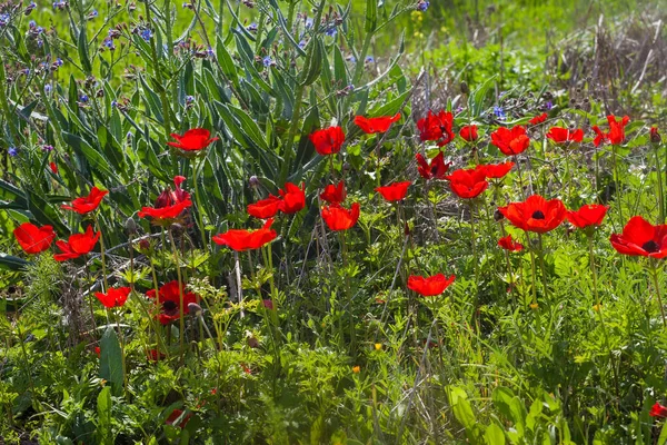 Anemonen glühen rot unter dem Sonnenuntergang — Stockfoto