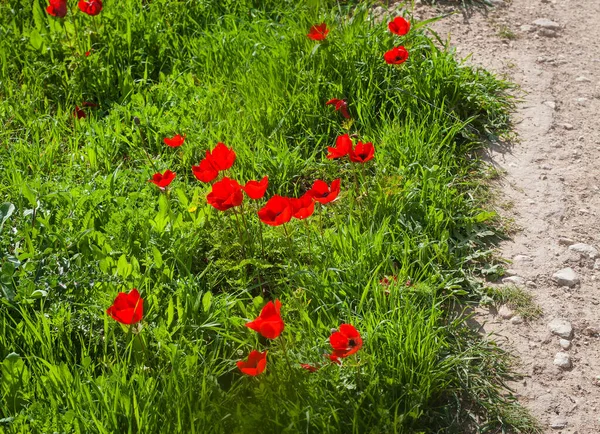 Red spring flowers next to dry land — Stock Photo, Image