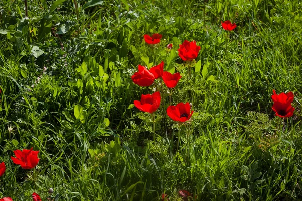 Primer plano de las anémonas rojas en el campo —  Fotos de Stock