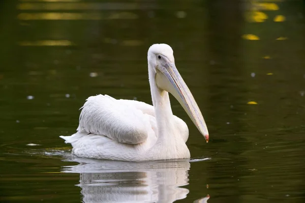 Плавание Белых Пеликанов Озере — стоковое фото