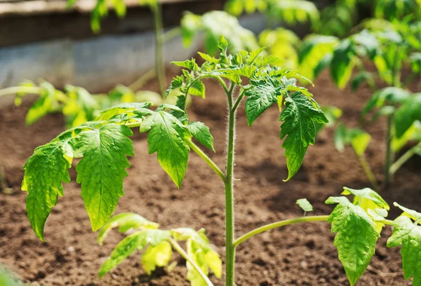 Jonge Tomatenplanten Kas — Stockfoto