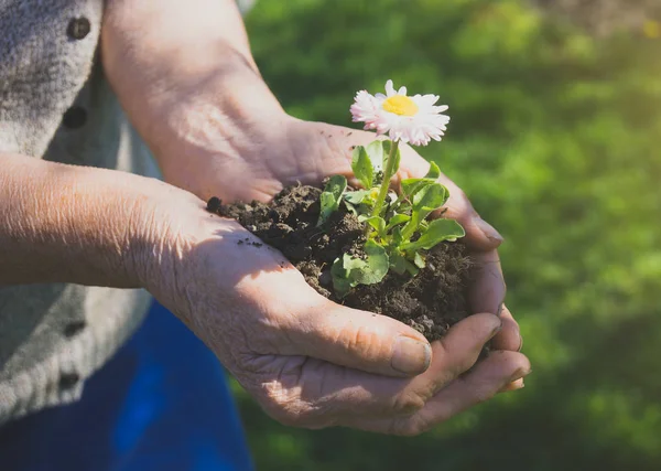 Äldre Kvinna Håller Blomma Hennes Händer — Stockfoto