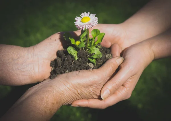 Två Händer Håller Ihop Unga Blomma Utomhus — Stockfoto