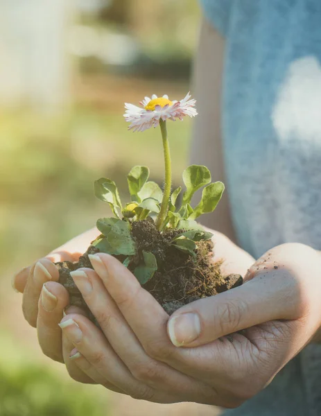 Ung Kvinna Som Håller Blomma Sina Händer — Stockfoto