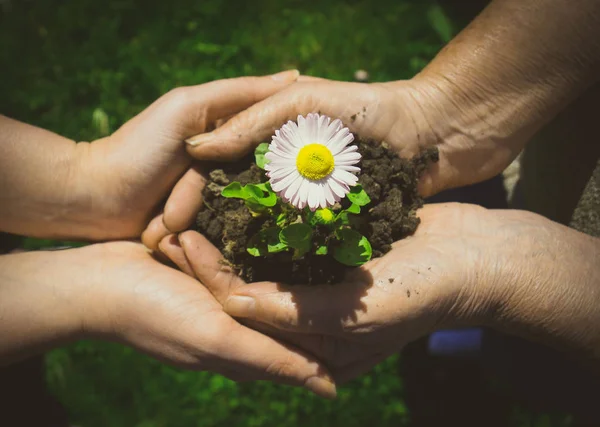 Två Händer Håller Ihop Unga Blomma Utomhus Ovanifrån — Stockfoto