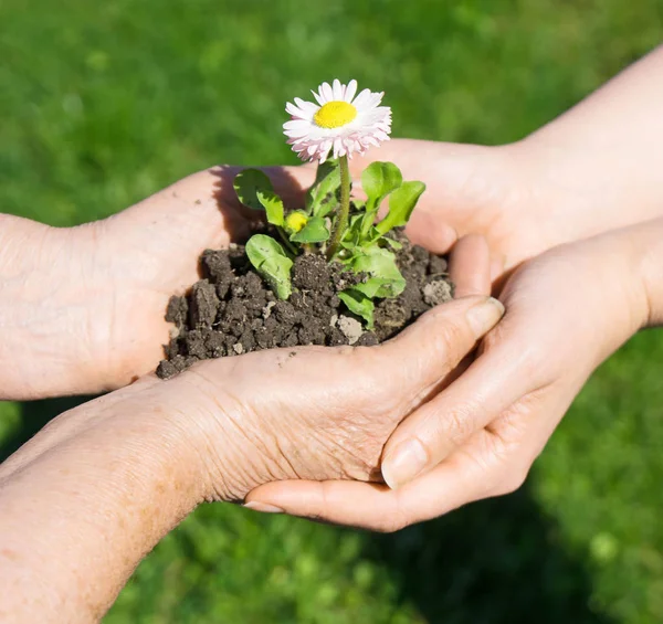 Two Hands Holding Together Young Flower Outdoors — Stock Photo, Image