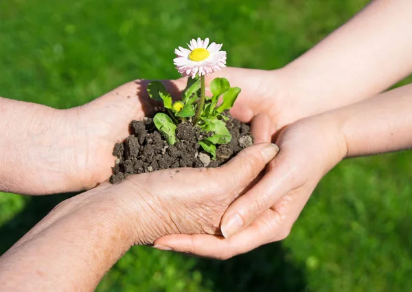 Två Händer Håller Ihop Unga Blomma Utomhus — Stockfoto