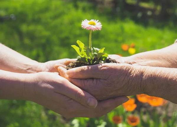 Två Händer Håller Ihop Unga Blomma Utomhus — Stockfoto