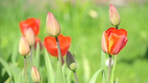 Tulipani Irriganti Una Calda Giornata Estiva — Video Stock