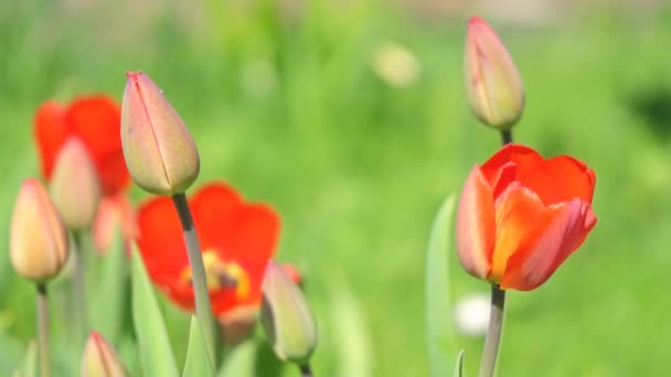 Arrosage des tulipes par une chaude journée d'été .
