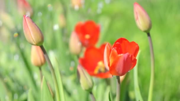 Drenken Van Tulpen Een Hete Zomerdag — Stockvideo