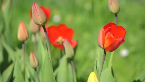 Rega Tulipas Dia Quente Verão — Vídeo de Stock